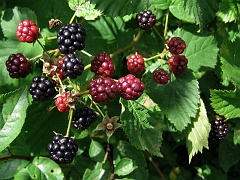 Łodzinka