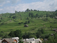 Jasinia