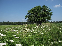 Werchrata Mrzygłody