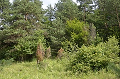 Dziewięcierz