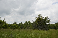 Zające