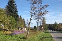 Rzepedź