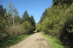 Jawornik