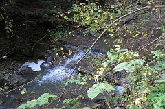 Jawornik