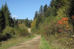 Jawornik