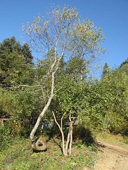 Jawornik