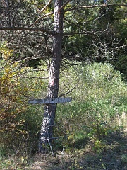 Jawornik