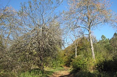 Jawornik