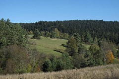 Jawornik