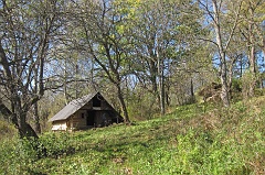 Jawornik