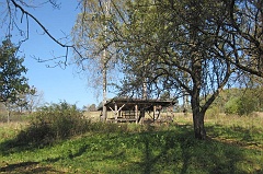 Jawornik
