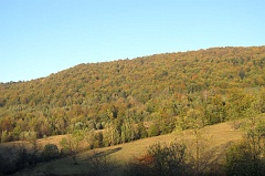Tyskowa