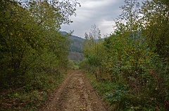 Łopienka