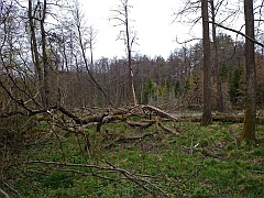 Dol. Brusienki