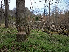 Dol. Brusienki