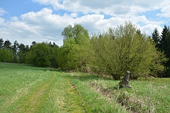 Niwki Horynieckie