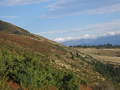Paltinul